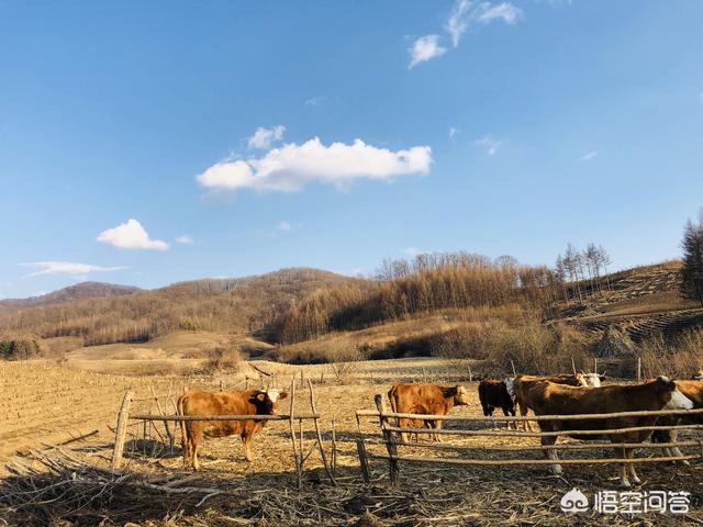 牛疾病百科大全:牛反复发烧用什么药可以好？