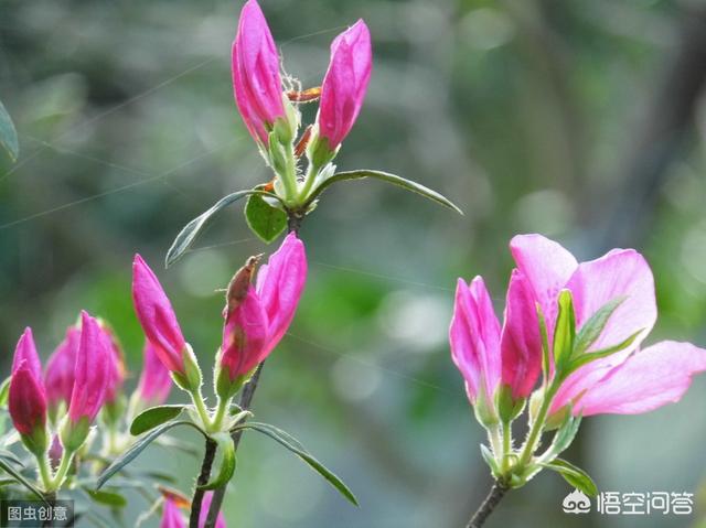 双色茉莉为什么会变色:杜鹃花开花颜色变浅是什么原因？