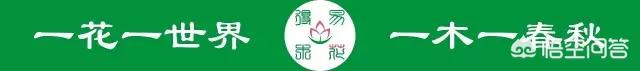 建兰:建兰该怎么养？多久才能开花？