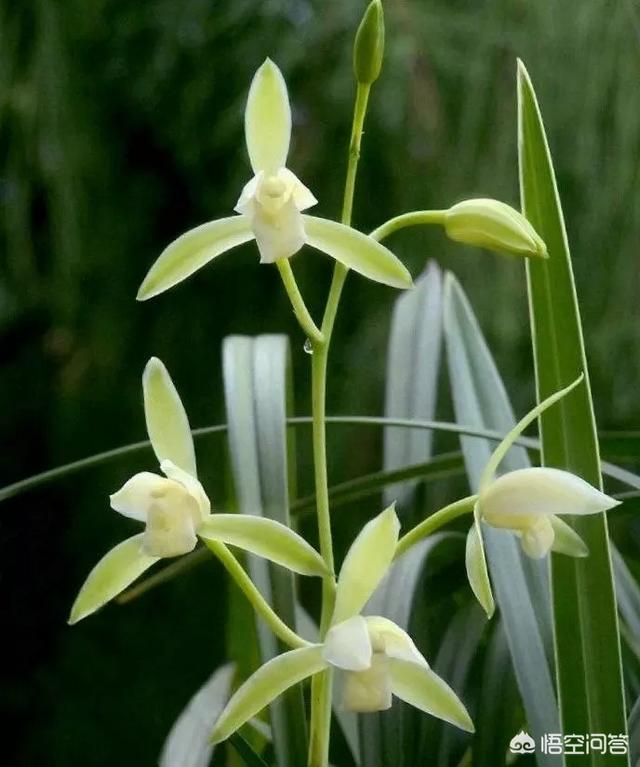 建兰:建兰该怎么养？多久才能开花？