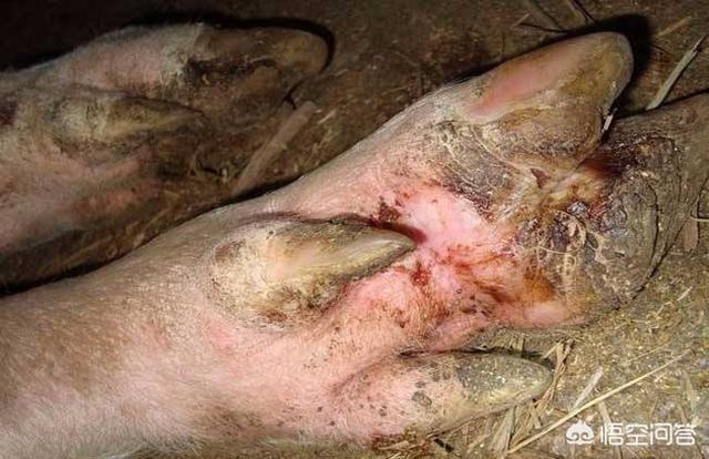 头条问答 - 猪的口蹄疫要用药还是不用药好?(4个回答)