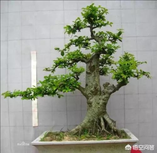 盆景五大流派:做盆栽的话，需要什么样的技术？