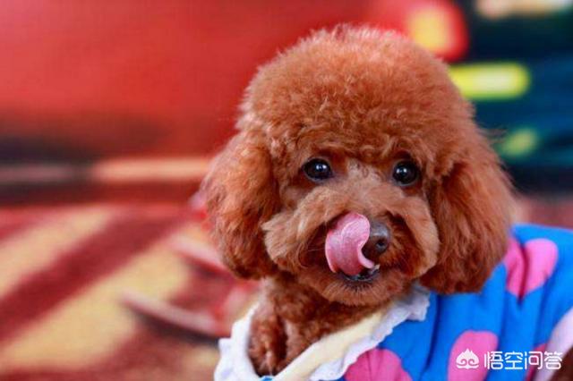罗威纳幼犬到家:我在网上买了一只2个月的小泰迪，回到家，我应该怎么做？
