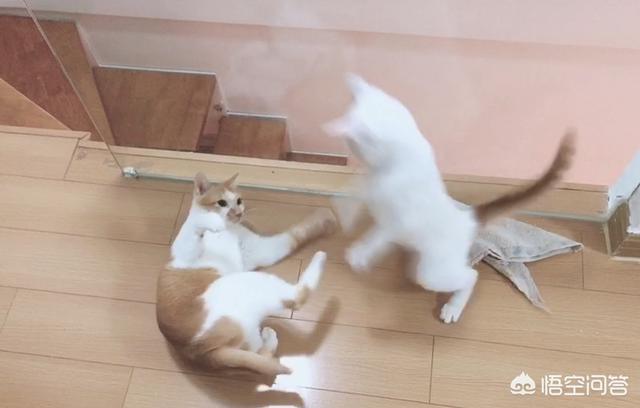猫瘟:捡了个流浪猫，来家4天了，检测猫瘟弱阳性，是真的猫瘟吗？