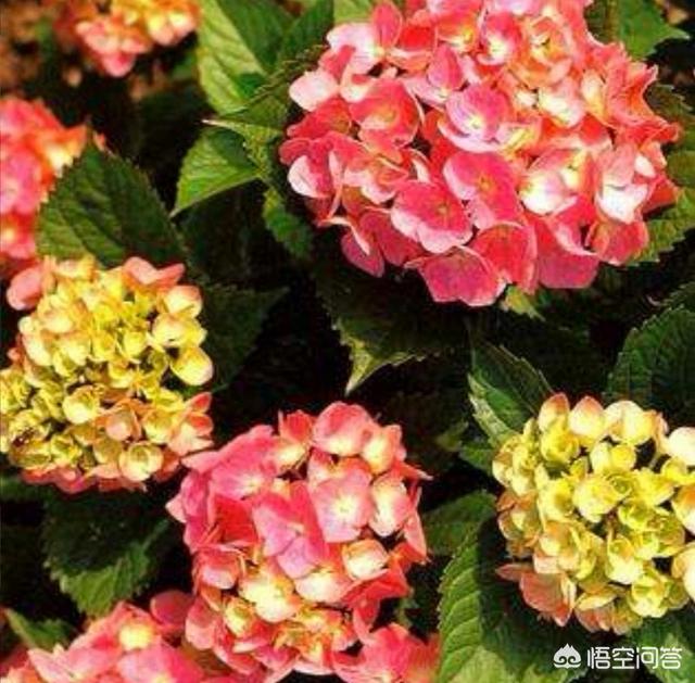 绣球花的种植方法？
