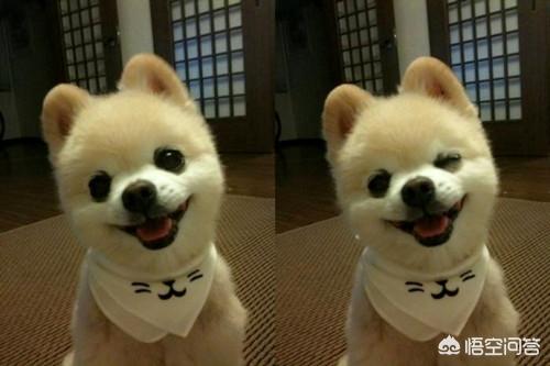 宠物 萌狗俊介:宠物狗俊介 俊介不停打喷嚏，该怎么办？