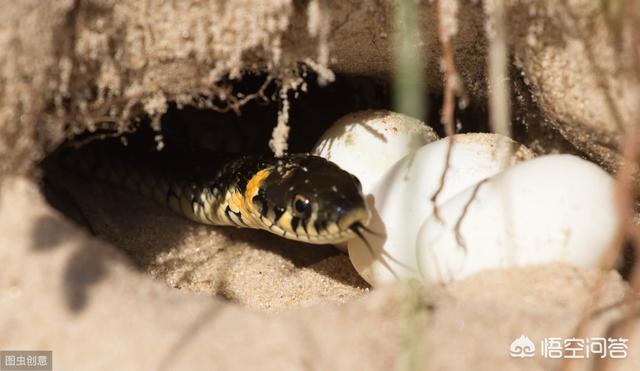 头条问答 蛇蛋的营养价值比鸡蛋还要高 为什么农村人即使碰到蛇蛋也不吃呢 难道蛇蛋不能吃吗 29个回答