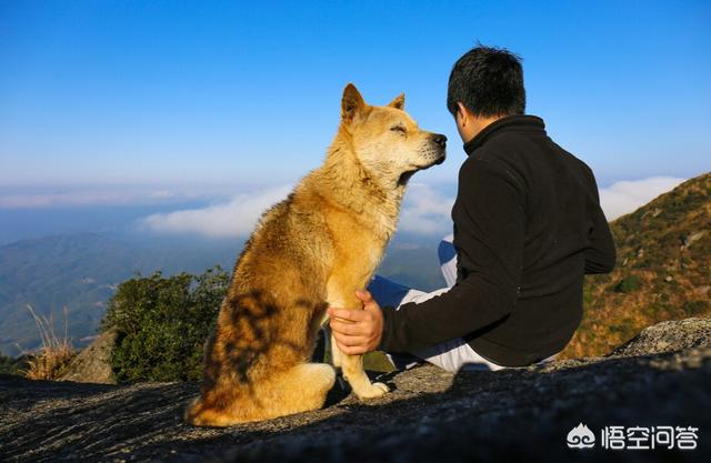 西摩犬聪明不聪明:在农村，黑色土狗是不是比棕色土狗更聪明？ 葡萄牙犬聪明不聪明