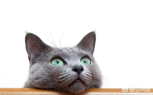 猫咪尿频尿急尿不尽用什么药:公猫尿路堵塞可以吃什么药？