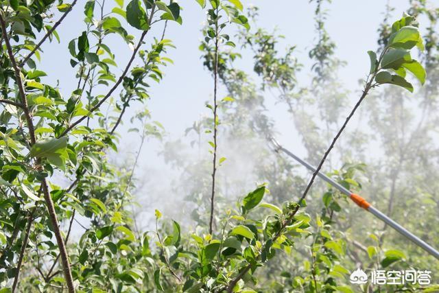 水果大战害虫加强版:苹果什么时间开始套袋呢？套袋后如何防治病虫害？