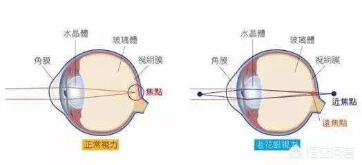 带花狗狗图片大全:哪些狗狗长得一副帅气模样，内里却是“绣花枕头”？