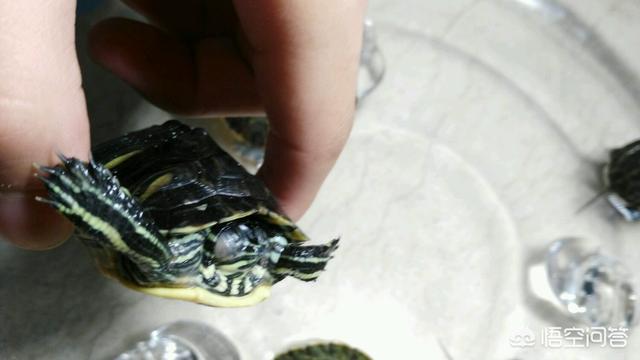 巴西龟眼睛肿:巴西龟的眼睛肿了没有氯霉素怎么治疗？