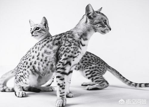 猫咪不乖by:想养猫但是猫身上的味道太重，该怎么办？