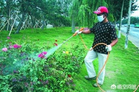 农药百灭宁:花生田有吐丝子用什么农药打？