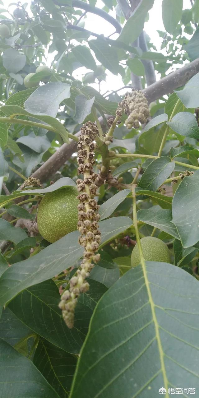 开核桃,核桃树二次开花结果质量怎么样？