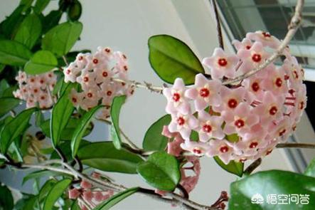 球兰花有毒:适合室内养，又能四季开花的植物有哪些？