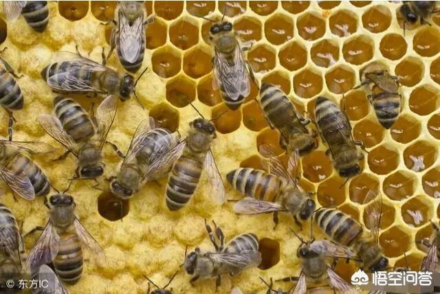 蜜蜂怕什么怎么驱赶,洞里面的蜜蜂怎么驱赶出来？