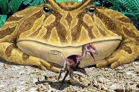 恶魔狼:生活在7000万年前的魔鬼蛙，真的会吃恐龙吗？