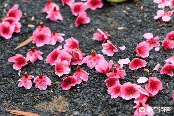 今日芒种，有啥习俗，吃点啥好，如何养生？