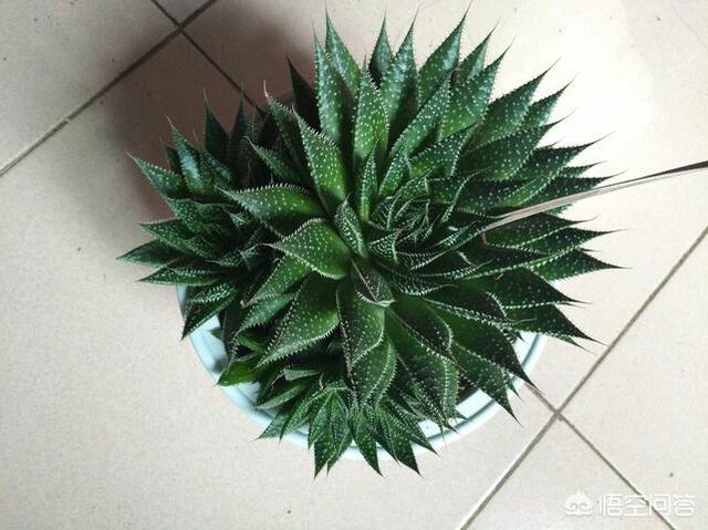 多肉熊童子好养不:有哪些好养、不出状态也好看的多肉植物？