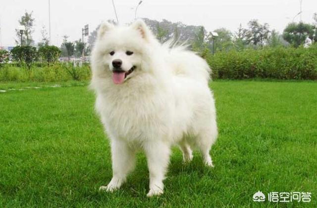 萨摩耶幼犬狗粮排名:萨摩耶一般吃什么比较好？