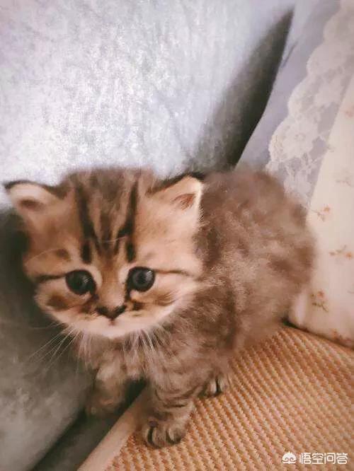 金吉拉猫名字:金吉拉幼猫长大会有变化吗？