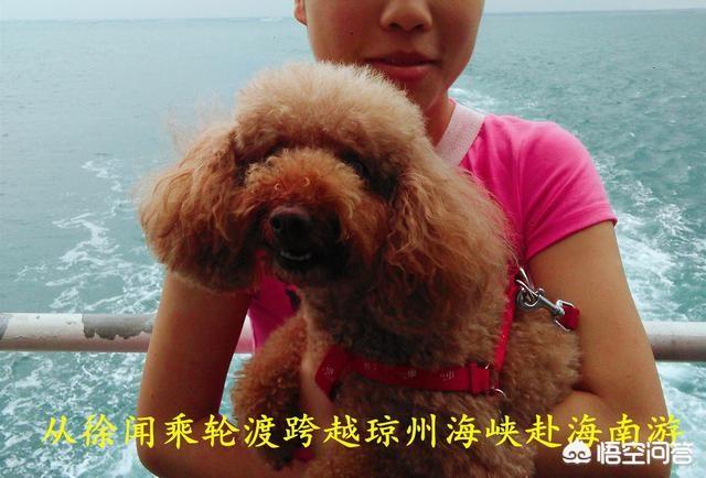 头条问答 如何带狗狗一起自驾游 训犬师祁玮的回答 0赞