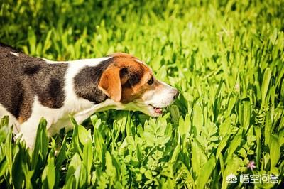 狗狗突然拼命吃草，是怎么回事？插图19