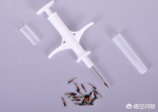 宠物资讯信息:想给孩子养个好养还好打理的宠物，应该选什么样的呢？
