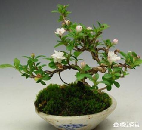 六月雪图片:北方二月底时，适合六月雪移栽吗？