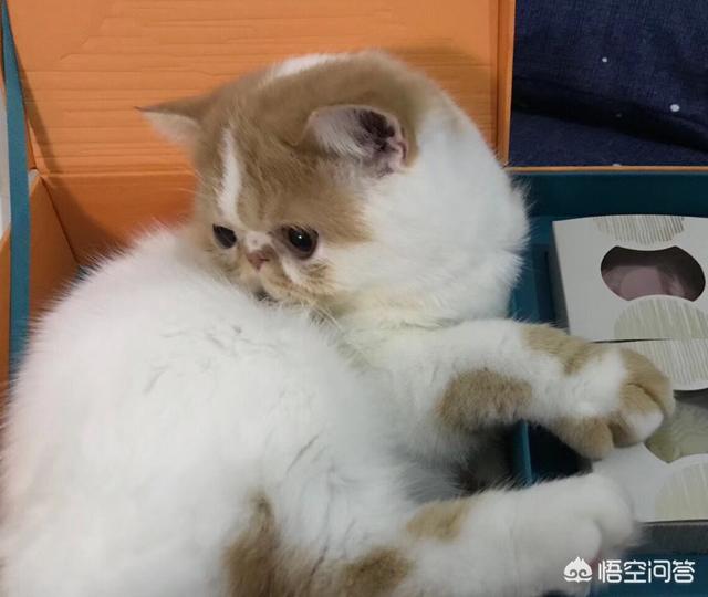 可爱的小猫咪动态:小猫咪会和主人一起看电视吗？