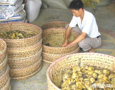 刚孵出来的小鸡怎么养,人工孵化出来的小鸡该怎样养？