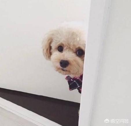 贵宾犬训练去洗手间:狗狗怎么训练定点大小便，怎么让狗狗去厕所？