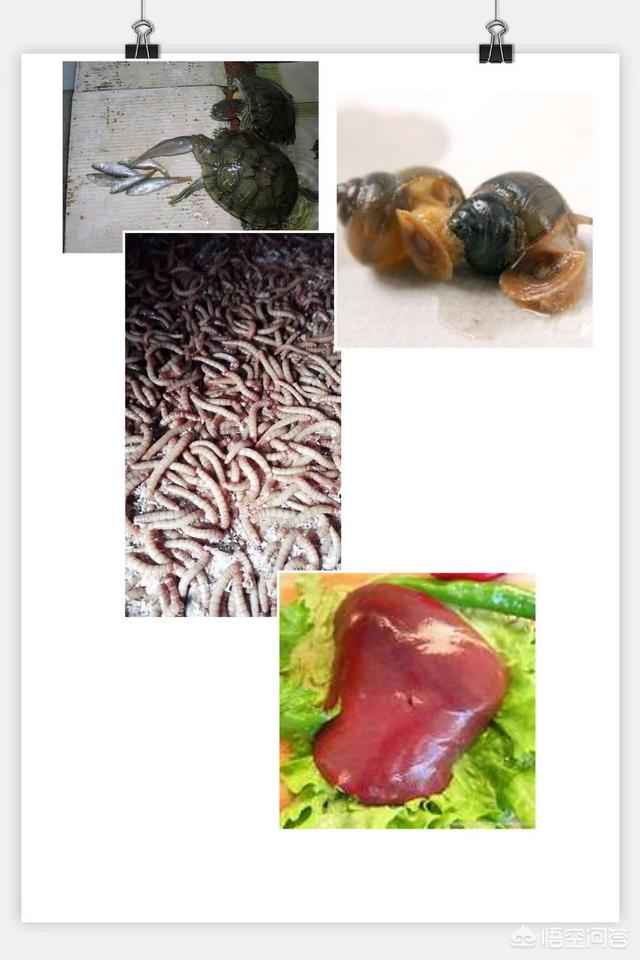 乌龟吃什么食物才能养好它们:谁知道乌龟爱吃些什么？到底怎么养？