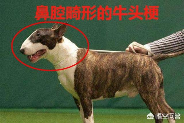 罗德西亚脊背犬智商:犬按被毛特征可分为哪几类？