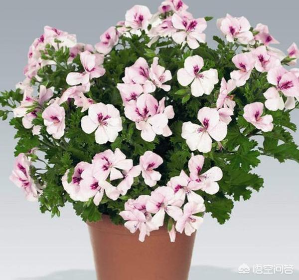 什么植物可以灭蚊子:【防蚊虫】哪些植物有驱蚊的效果？