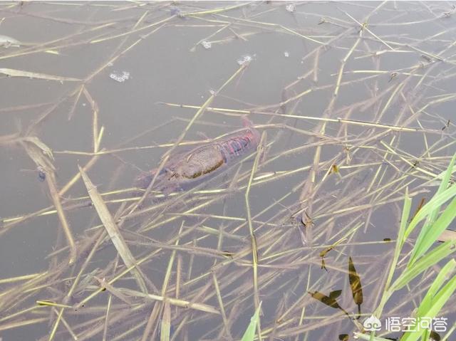 养殖小龙虾,有死虾时能加水吗？