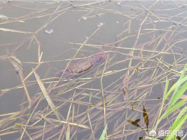 小龙虾打捞回来还能活多久;小龙虾在河里可以存活多久