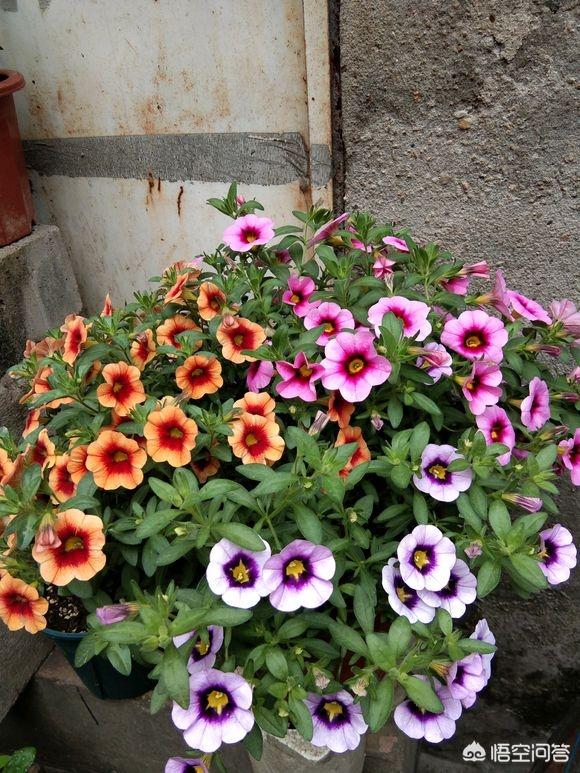 爬藤月季花的栽培:爬藤欧洲月季的养殖方法？