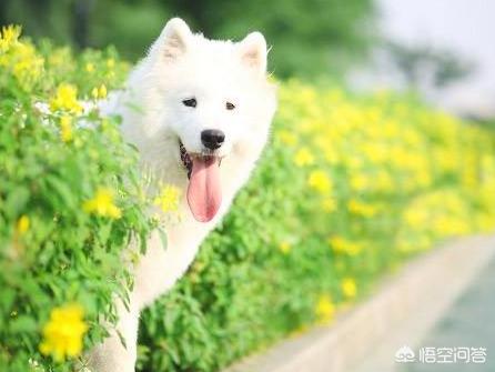 萨摩犬舍:如何挑选纯种的萨摩耶幼犬？