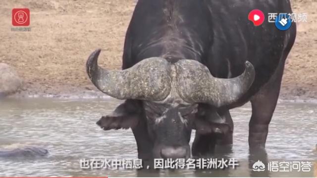 西沙东岛野牛群有多少头，非洲水牛VS白肢野牛谁厉害呢