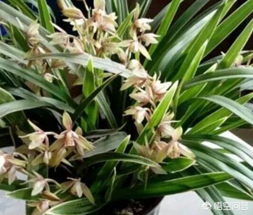 宿根兰花鼠尾草高度:刚种植的兰花要不要透水？为什么？