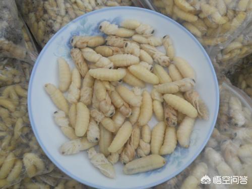 蜂猴药用价值是什么:蜂猴的毒素在哪里 农村许多人找马蜂蛹吃，真的是美味吗？