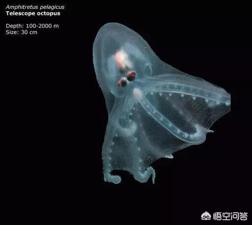 巨型等足虫:马里亚纳海沟8000米以下，究竟有哪些生物能够生存下来