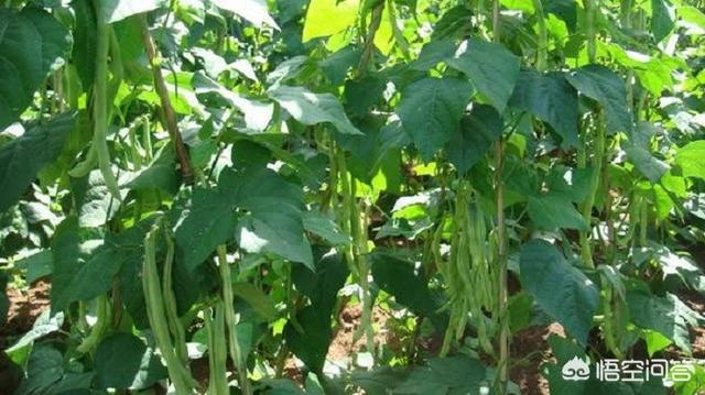 九月多吃四季豆对身体有好处吗，春季播种的四季豆种，可在秋季播种吗