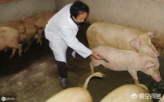 木乃伊怀孕:怀孕两个月的母猪能打伪狂犬疫苗吗？