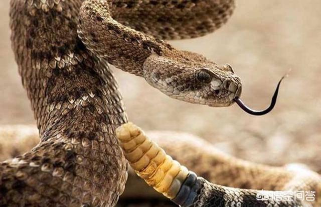 响尾蛇的尾巴有什么特点，国内农村的大山上有响尾蛇吗响尾蛇为什么会响