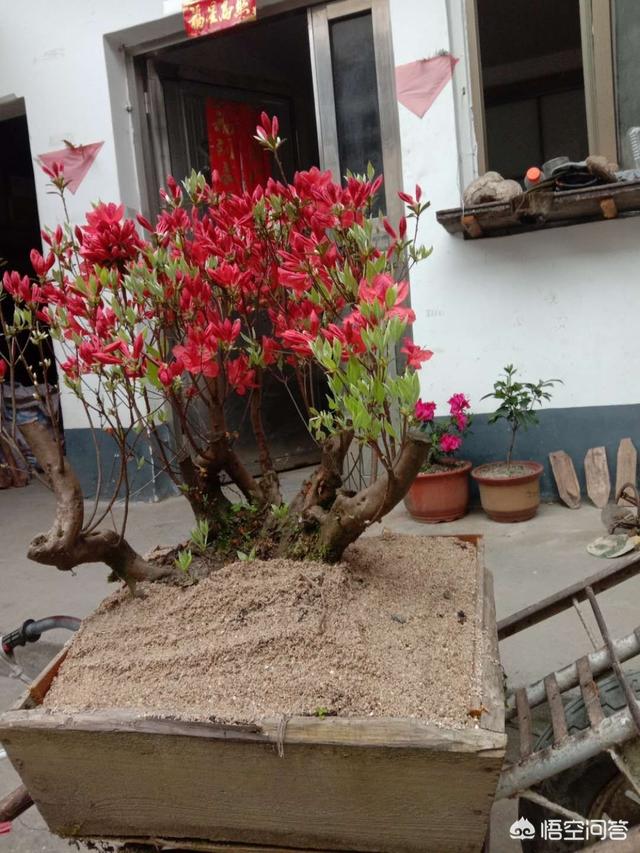 有过种植经验,特别是失败过的朋友一定知道,那就是映山红的假活.