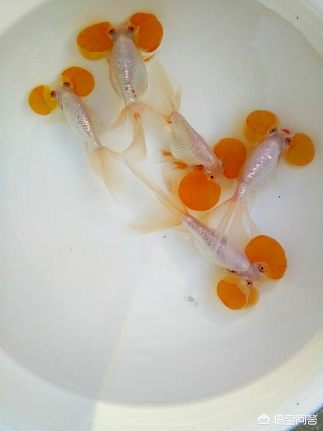 水族疾病:观赏鱼患上水霉病的原因在哪，该如何避免？