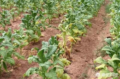 花清丹滋养型有排泄物:为什么用鸡鸭的粪便充当农家肥种植农作物，农作物会枯萎？